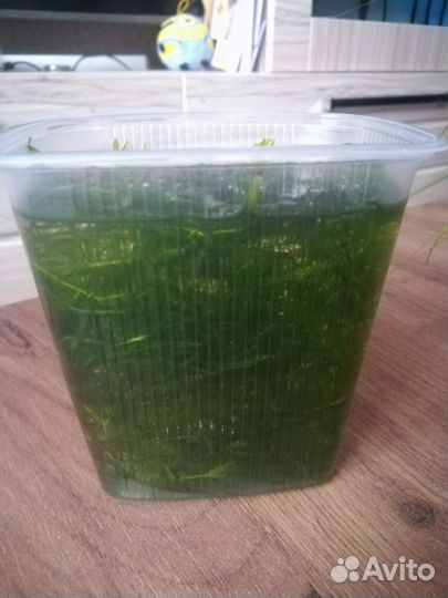 Растения для аквариума