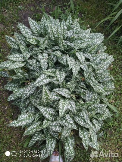 Медуница сахарая гейхера