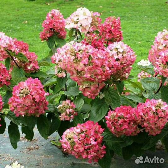 Гортензия Мега минди