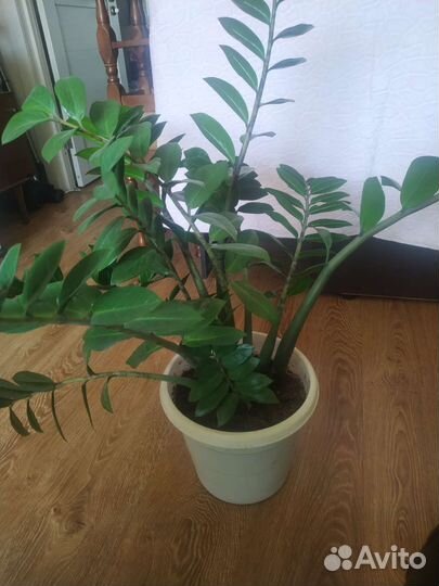 Замиокулькас