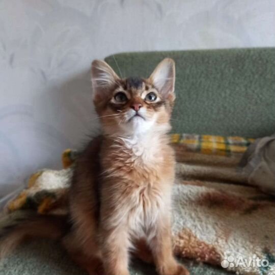 Кошка
