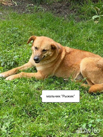 Собака в добрые руки отдам бесплатно