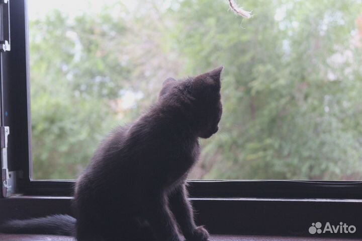 Котенок (мальчик)