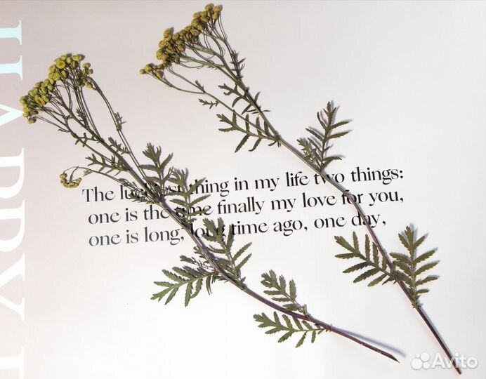 Гербарий сухоцветы для творчества