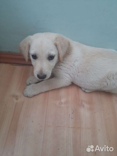 Собака в добрые руки отдам бесплатно