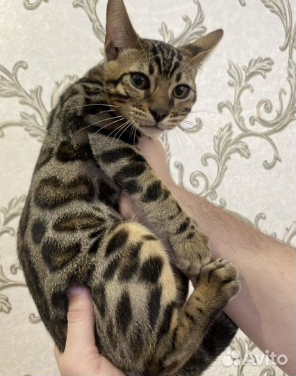 Бенгальские котята
