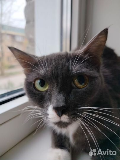 Кошка стерилизованая