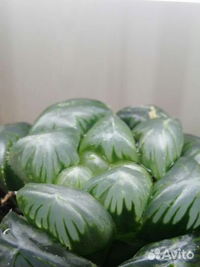 Суккуленты