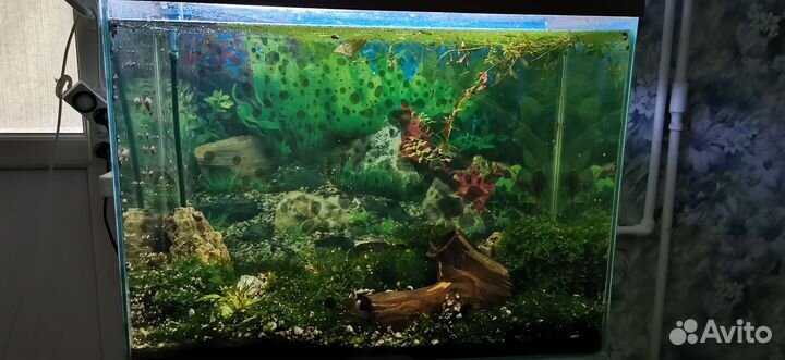Аквариум с тумбой 100 литров