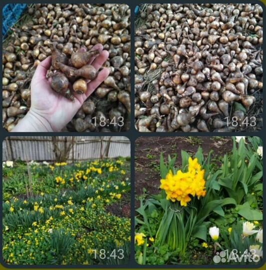 Луковицы нарциссов