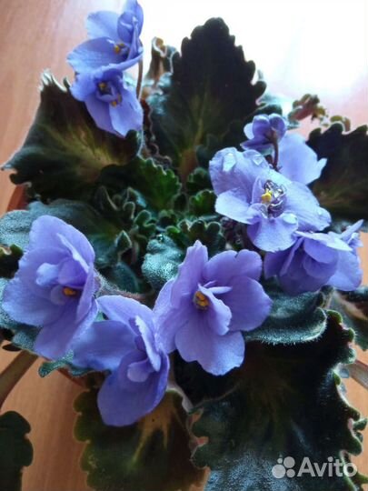 Укоренённые листочки фиалок с детками