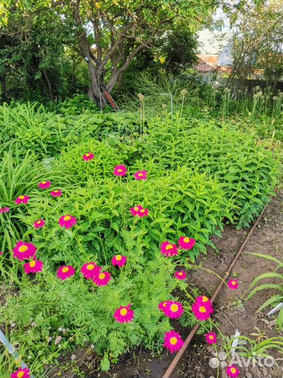 Многолетние цветы