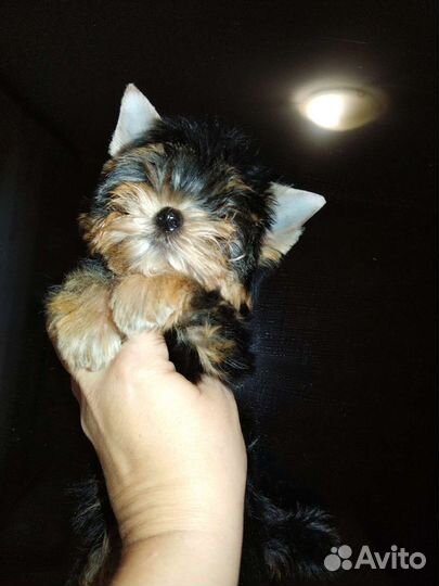 Мини малыши