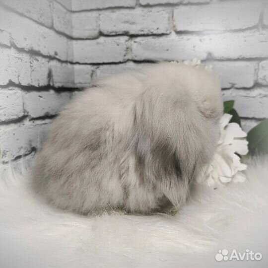 Mini Lion Lop импорт Англия