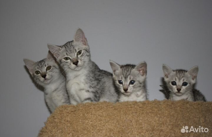 Египетская Мау - ведется запись на котят