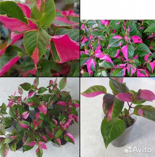 Альтернантера