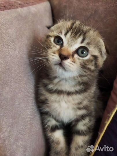 Шотландский Котик
