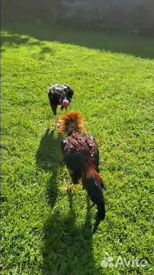 О Шамо япония