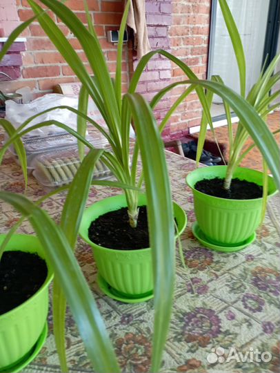 Пальма панданус