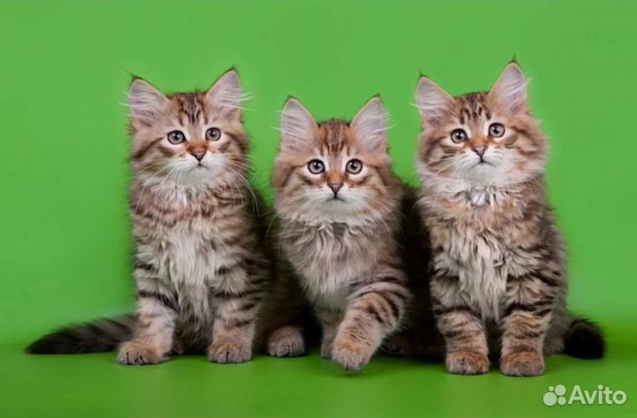 Котята сибирские в добрые руки бесплатно