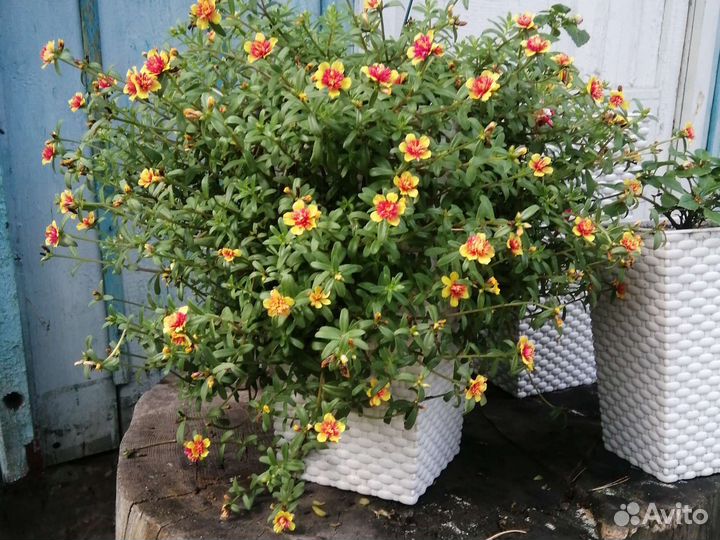 Портулак вегетативный. Махровый ампельный