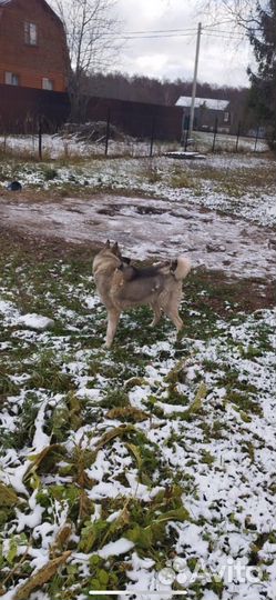 Норвежская лосиная лайка