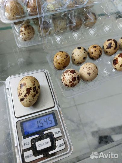 Яйца перепелиные и инкубационное