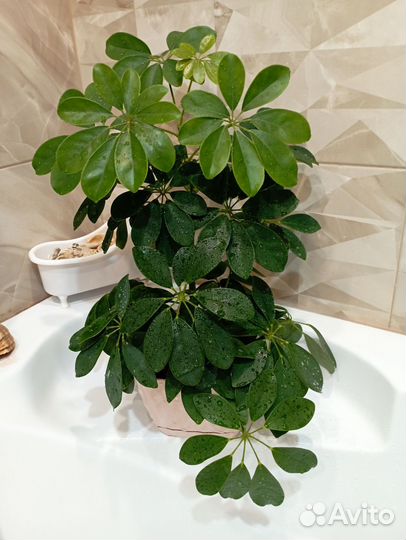 Комнатные цветы