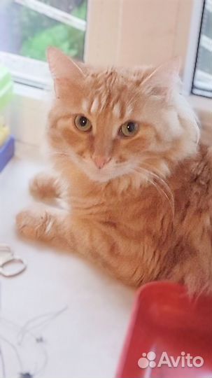 Котик отказник на усыпление