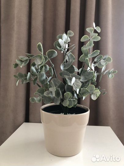 Искусственная зелень, Эвкалипт