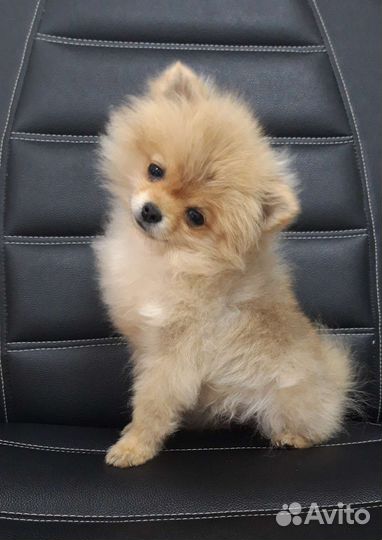 Померанский шпиц мини