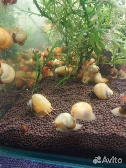Аквариумная улитка Ампулярия