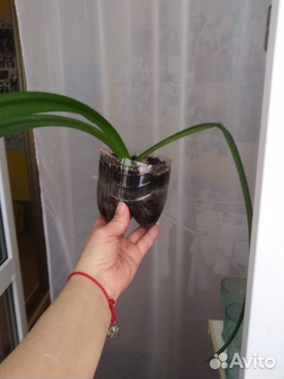 Продам цветок