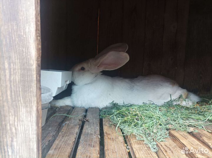 Домашние кролики
