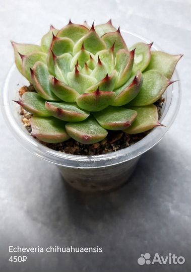 Эхеверии 2