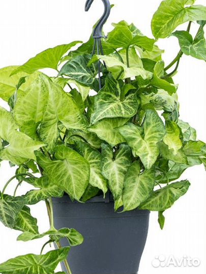 Сингониум вайт батерфляй