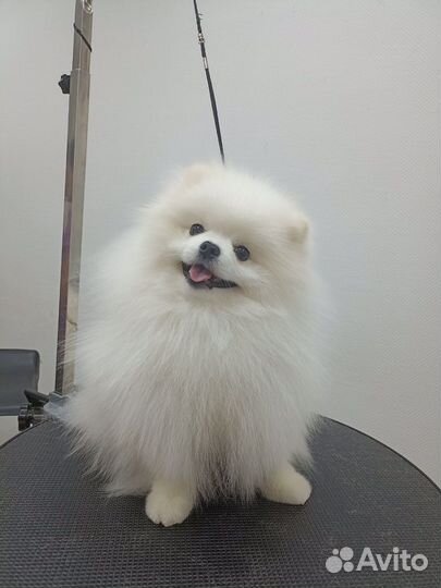Белый померанский шпиц вязка