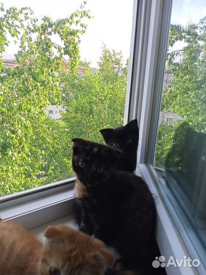 Отдам в добрые руки,два мальчика и рябая девочка