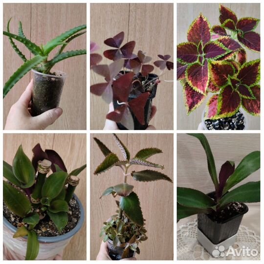 Комнатные растения