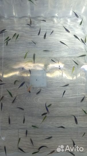 Аквариумные рыбки