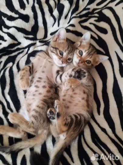 Бенгальские котята