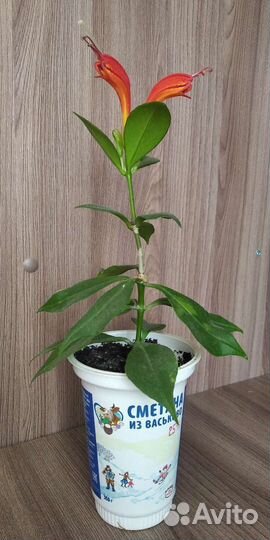 Эсхинантус