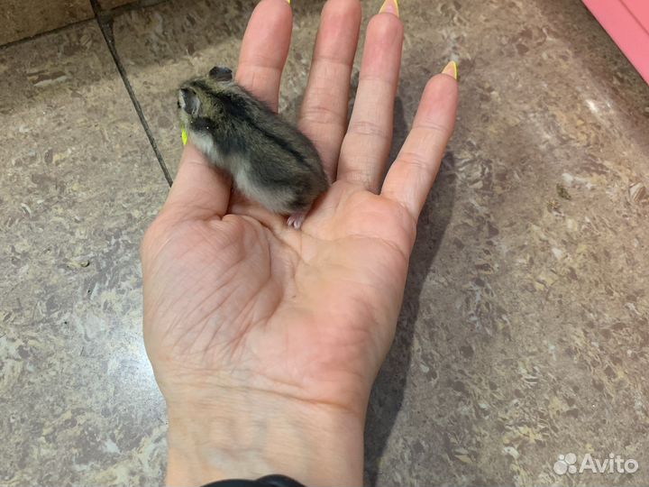 Отдам за шоколадку