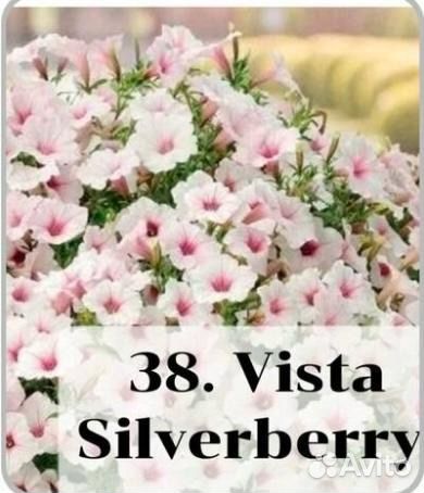 Рассада петунии сурфинии висты