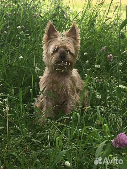 Йоркширский терьер вязка