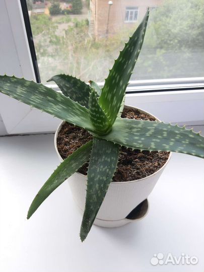 Цветок алоэ вера