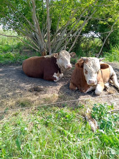 Быки на племя