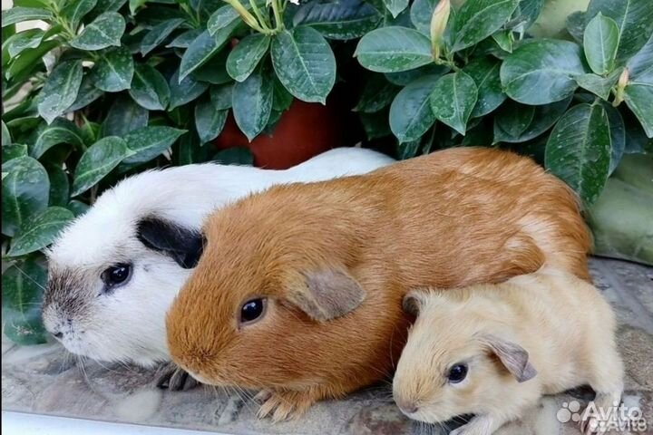 Морские свинки