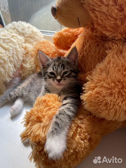 Кошка в дар