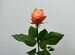 Пионовидная премиал�ьная роза сорта Кахала